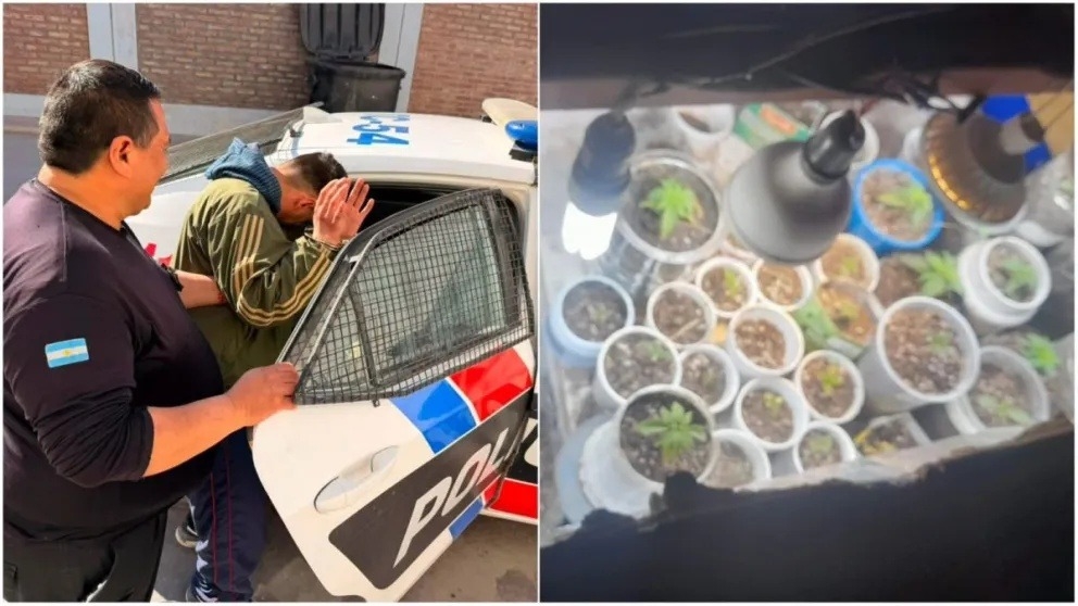 Lo detuvieron por agredir a su mujer y descubrieron que tenía 56 plantas de droga