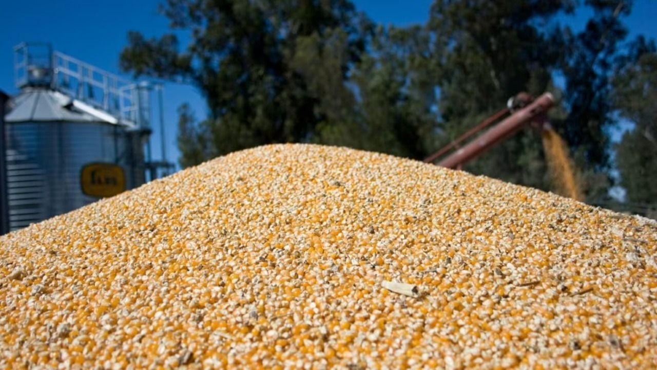 Argentina alcanzó un récord de exportación de maíz en julio
