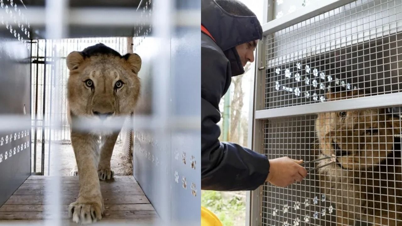 30 leones y tigres del Zoológico de Luján serán trasladados a santuarios
