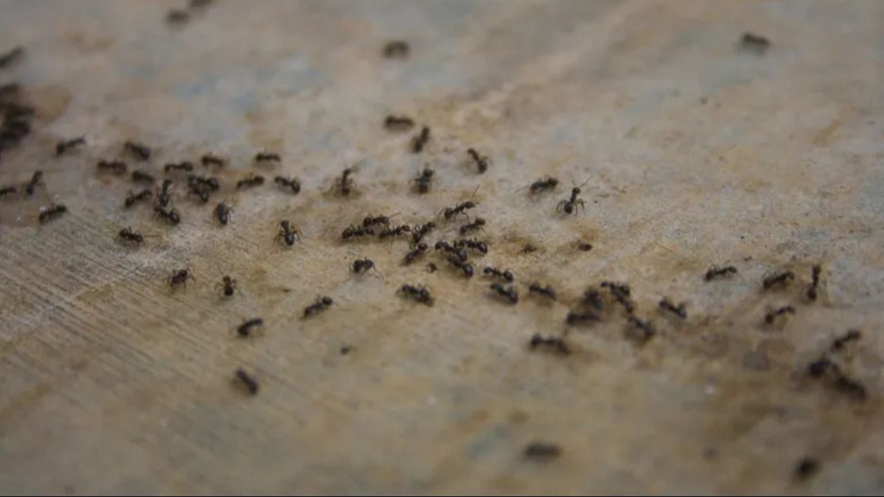 Ni vinagre ni azúcar: el truco para terminar con las hormigas en casa