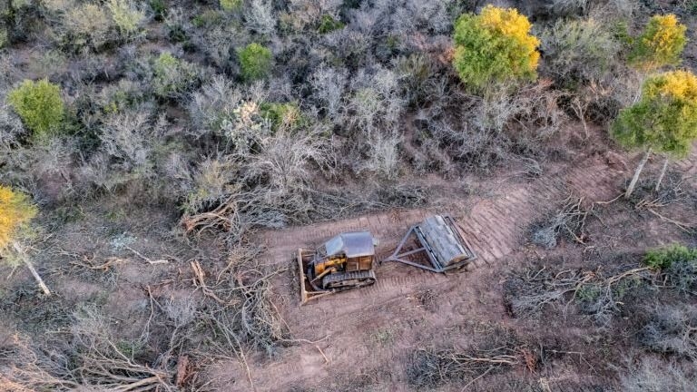 Desmonte de medio millón de hectáreas eludiendo Ley de Bosques
