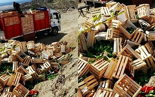 Decomisaron pimientos sin tratamiento cuarentenario para entrar en San Juan