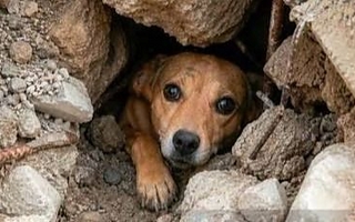 Terremoto en Colombia: 164 mascotas esperan volver a casa tras la tragedia