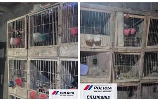 Rescataron 80 gallos de riña de un criadero clandestino en 25 de Mayo 