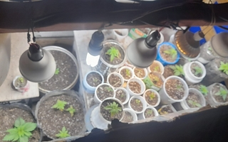 Un procedimiento por violencia terminó con un insólito hallazgo de marihuana