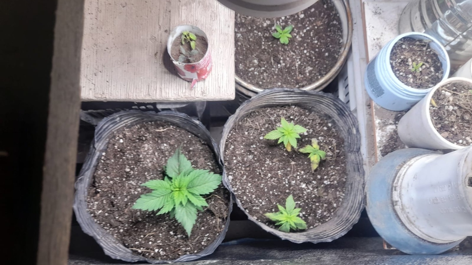 La Policía secuestró todas las plantes que se encontraban en la casa del detenido.