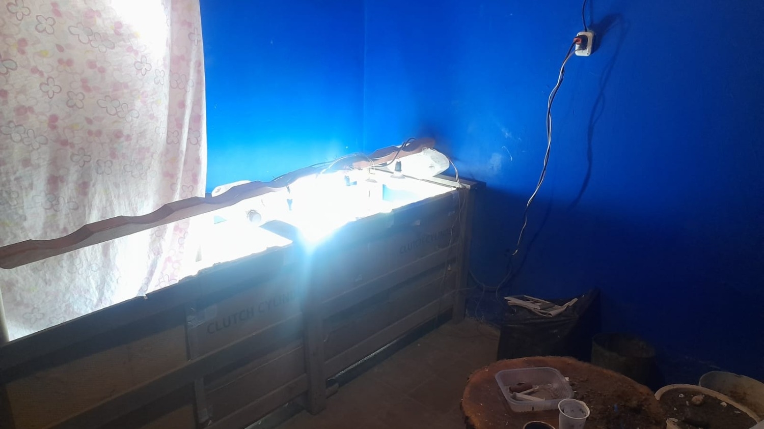 Adentro de una habitación de la casa el detenido había montado un invernadero.