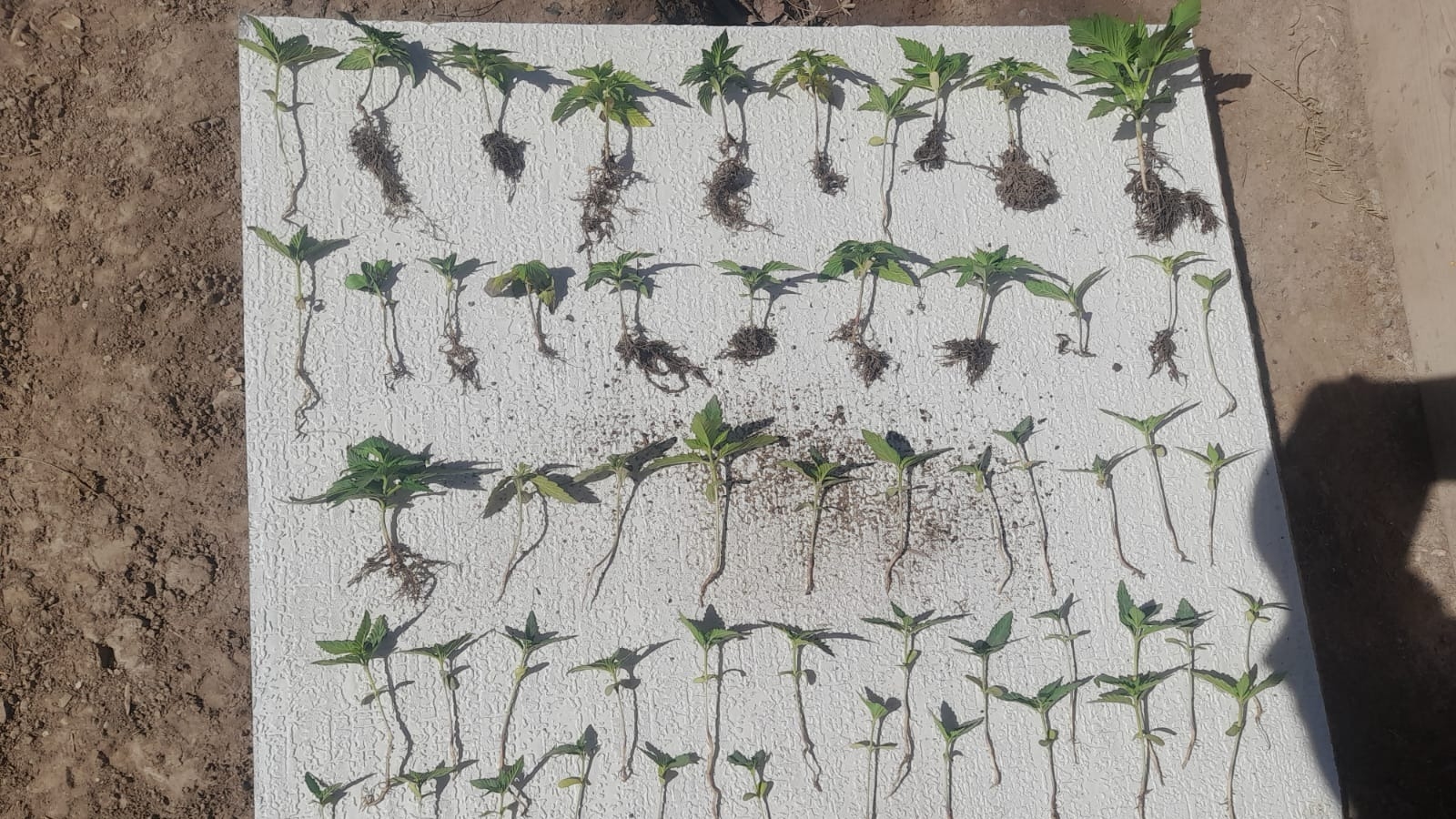Las 56 plantas de cannabis fueron arrancadas de su maceta para el secuestro.