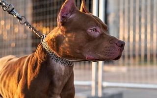 Un pitbull mordió a un nene de 3 años y le hicieron 65 puntos en la cara