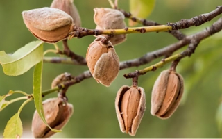 Cómo tener un almendro en casa: el sencillo método para cultivarlo en una maceta
