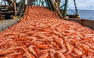 Boom del langostino argentino: la pesca argentina creció 121% en 2026