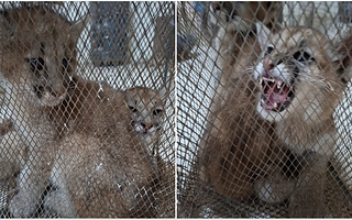 Dos hombres tenían cachorros de puma en sus casas