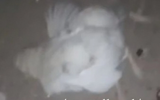 Aparecieron gallinas muertas en Albardón y señalaron un caso de brujería