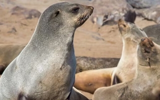 ¿Por qué Chile podría autorizar la caza de lobos marinos?