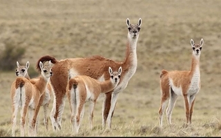WCS Argentina difunde cinco claves sobre el guanaco y su conservación