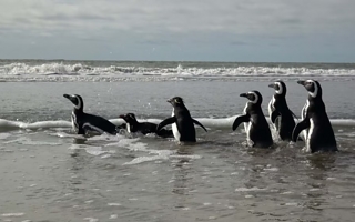 El emocionante regreso al mar de seis pingüinos tras ser rescatados