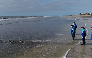 Seis pingüinos recuperaron su libertad en el mar argentino tras una rehabilitación