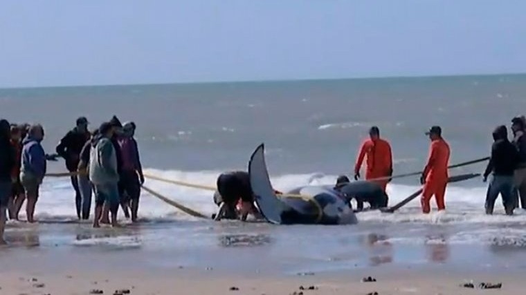 Rescatistas salvaron a seis orcas que estaban varadas en Mar Chiquita