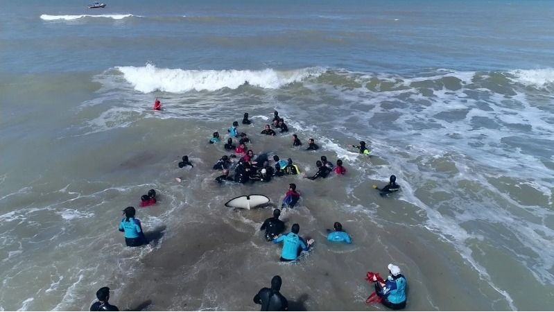 Cómo fue el rescate de la última de las 7 orcas varadas en Mar Chiquita