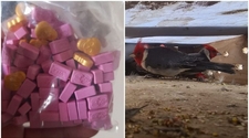 Gendarmería encontró pastillas de éxtasis, marihuana y aves silvestres