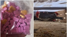 Gendarmería encontró pastillas de éxtasis, marihuana y aves silvestres