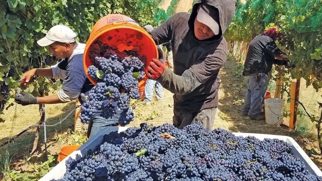 Ley del Mosto: en junio estará listo un informe técnico clave