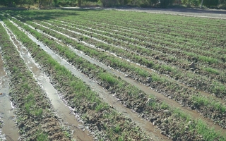 Día de la Agricultura: origen y celebración