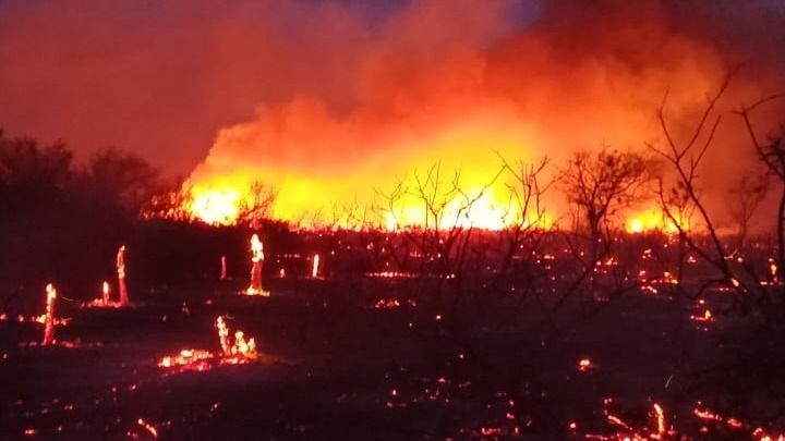 Animales muertos y tendido eléctrico quemado, el saldo de los incendios en Valle Fértil