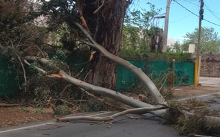 Le cayó una rama a su auto por el viento Zonda y Gobierno la indemnizará