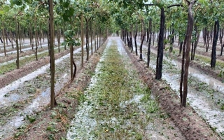 La otra cara de la lluvia: el temporal de Santa Rosa benefició al sector productivo sanjuanino