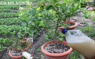 Cómo preparar abonos caseros para mantener saludables los limoneros en tu jardín