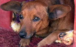 Un perro recorrió 12 km para llorar a su dueño en su velorio