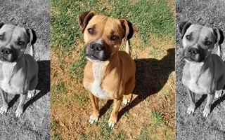  Uno de los perros del estremecedor caso de Pocito busca una familia