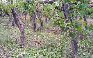San Juan: 16 departamentos fueron declarados en emergencia agropecuaria por Nación