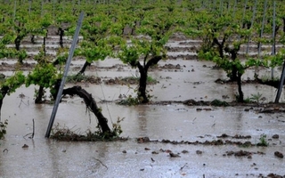 Emergencia agropecuaria: cinco departamentos recibirán asistencia prioritaria
