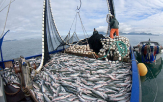 La pesca argentina sufrió su peor caída desde la pandemia y alerta al sector