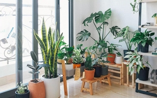 Plantas aromáticas de interior fáciles y aromáticas