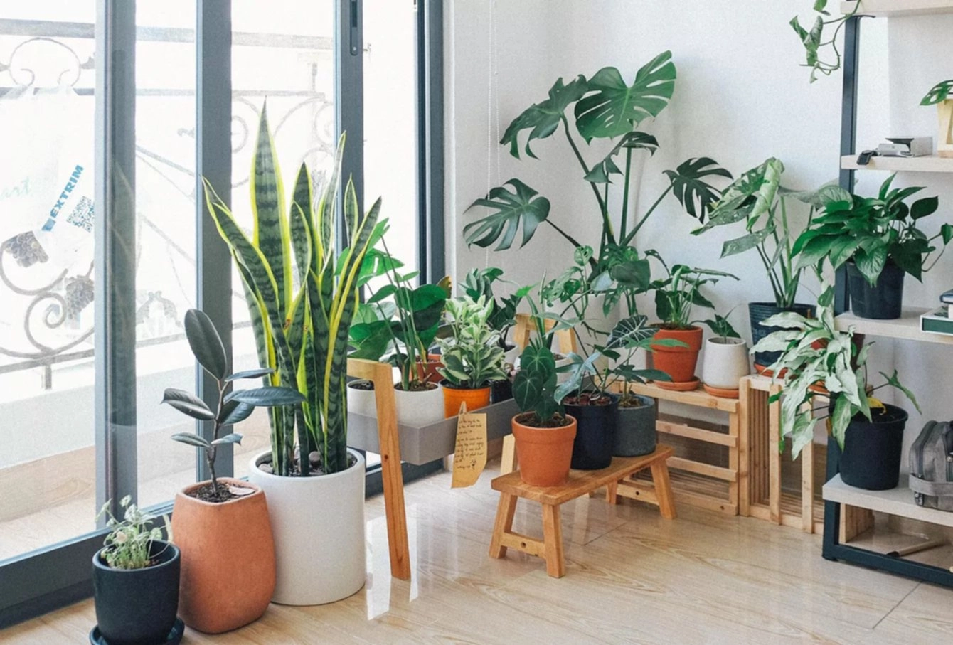 Tres plantas aromáticas de interior que huelen bien y requieren poca luz