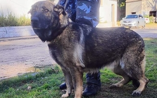 Policía salvó la vida de su compañera canina tras realizar la primera cirugía en la división