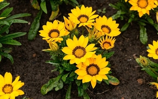 Las plantas que florecen en primavera y resisten hasta marzo casi mantenimiento