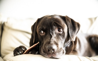 Qué alimento no debes darle nunca a tu perro