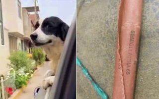 Manchis, la perrita que salvó a una familia de un atentado con dinamita