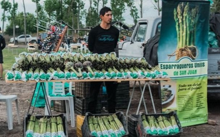 Esparragueros del Médano de Oro esperan una cosecha favorable pese al retraso por el clima