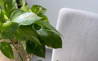 Cómo reutilizar las cáscaras de pistacho para decorar y cuidar tu hogar