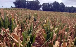Proponen elevar de $500 millones a $130.000 millones el fondo de emergencias agropecuarias