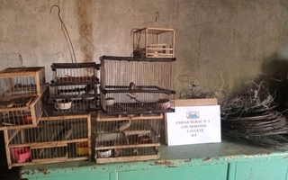 Allanamientos en San Martín y Caucete: recuperaron objetos robados y rescataron aves autóctonas