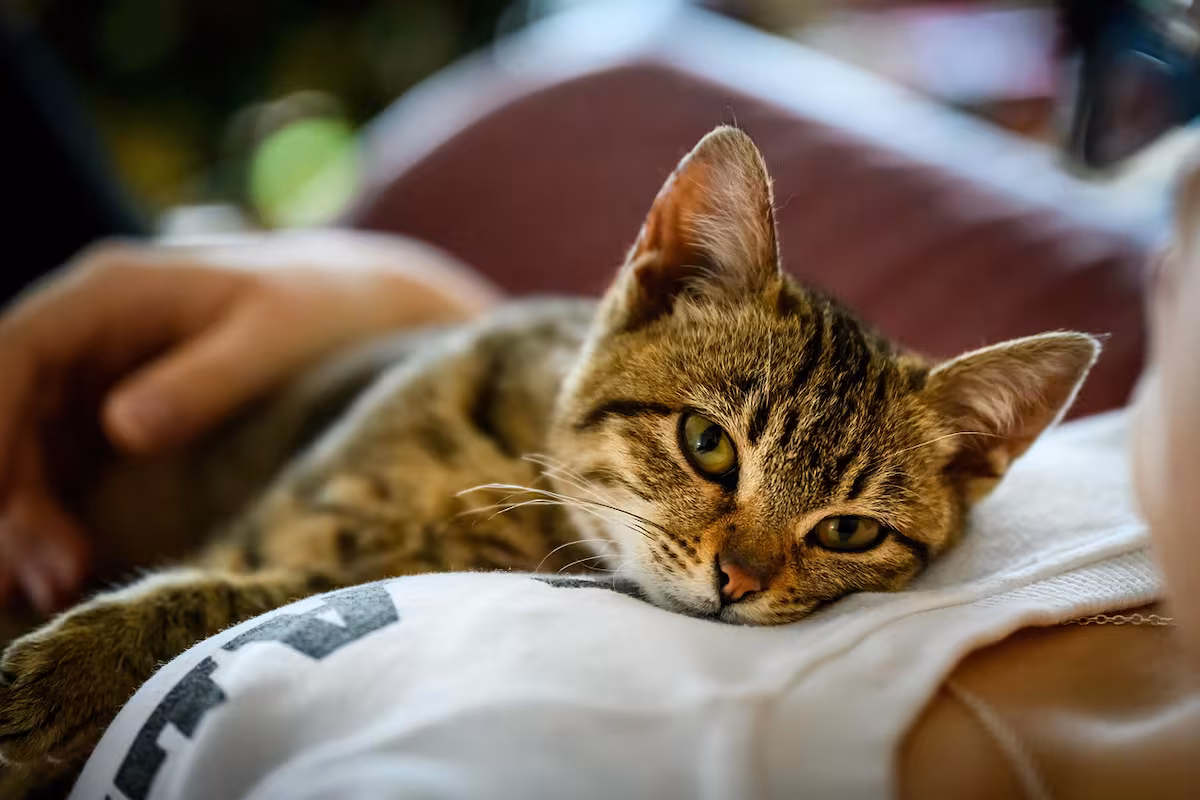 Descubrí qué dice la psicología sobre quienes aman a los gatos 