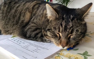 ¿Por qué tu gato siempre se acuesta sobre tus cosas? La explicación