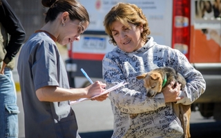 Maltrato animal: canales de denuncia y servicios de esterilización