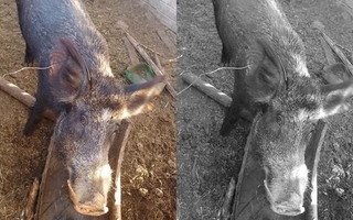 La familia decidió entregar a un jabalí, tras ser advertidos sobre los riesgos de su tenencia